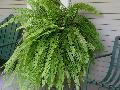 Boston Fern / Nephrolepis exaltata 